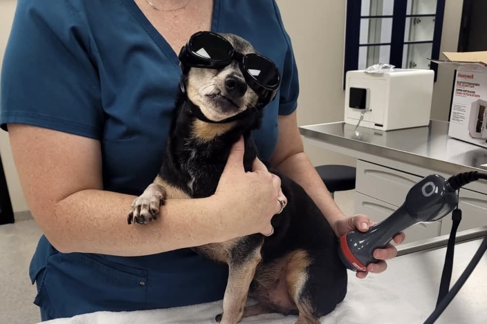 Bayou Trails Animal Clinic opens in Cypress, offers full pet care