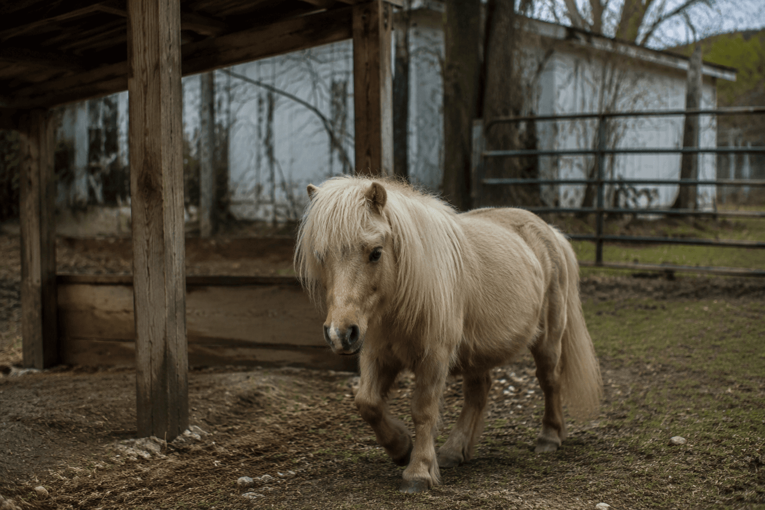 Harris County offers $5,000 reward for missing miniature horse Peanut