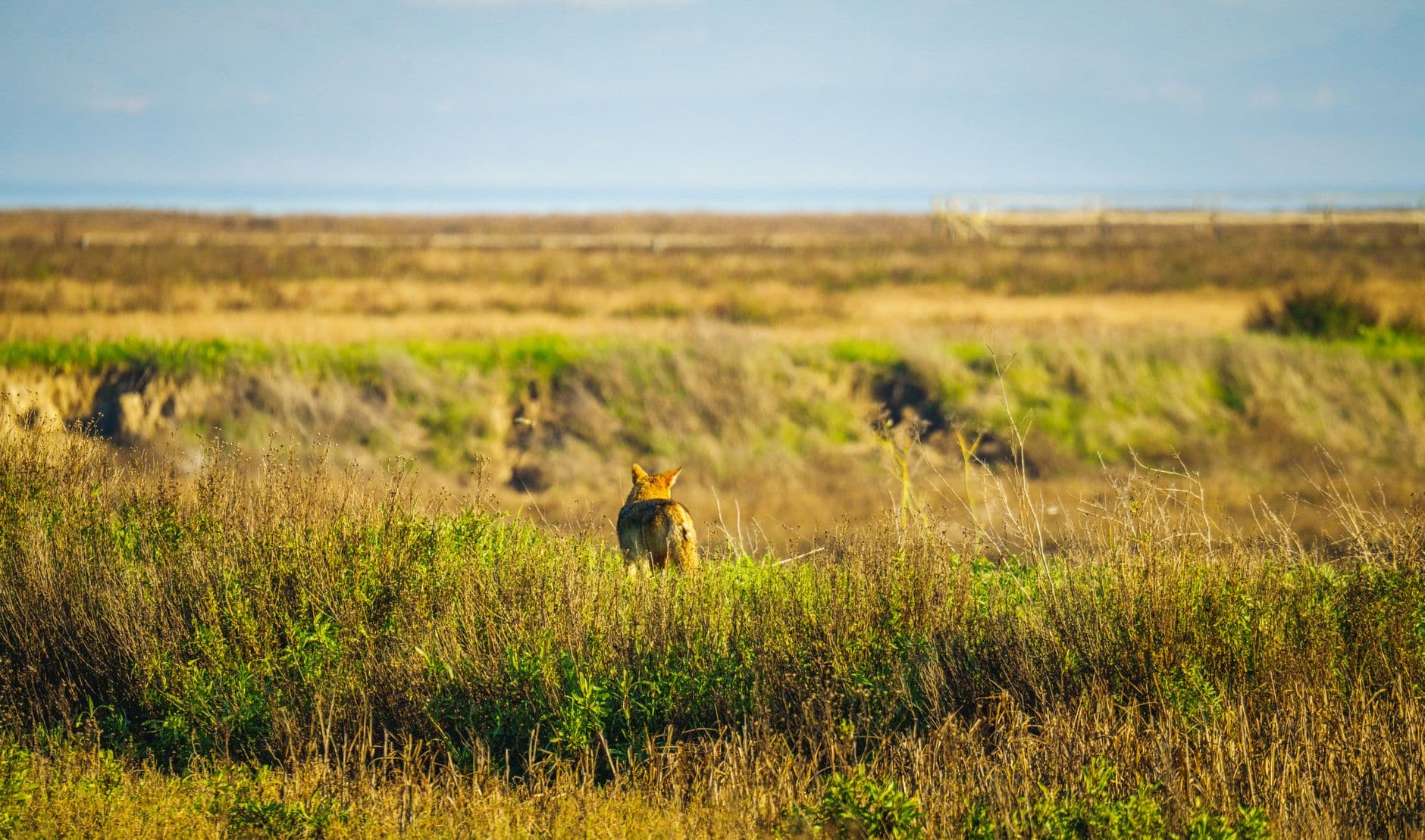 Coastal Prairie Conservancy saves 60 more acres on Katy Prairie