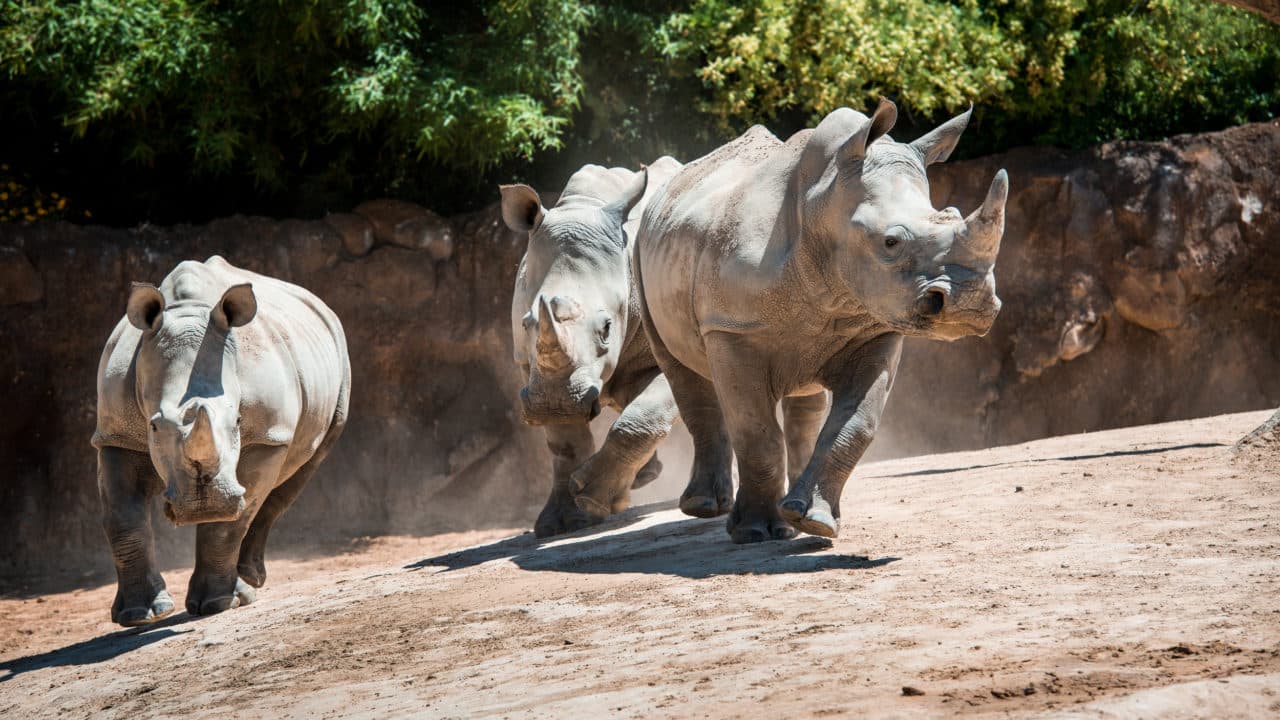 Houston Zoo begins habitat upgrades to boost animal care and visitor experience